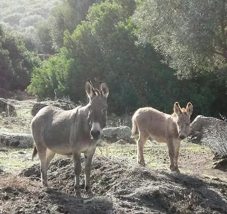 Agriturismo Nuraghe Putzu Canu Country house Perfugas