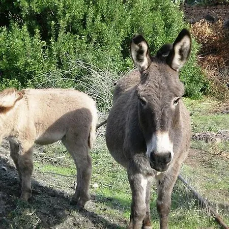 Nuraghe Putzu Canu Landhaus