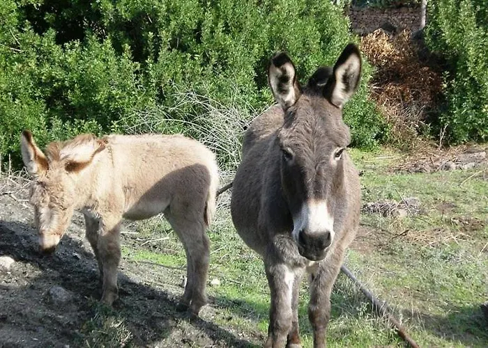 Nuraghe Putzu Canu Séjour à la campagne