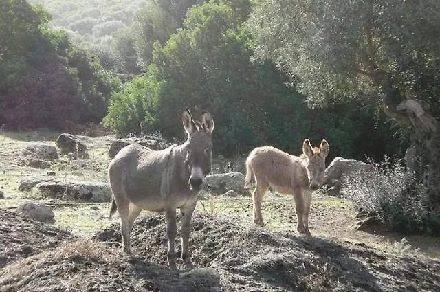 Nuraghe Putzu Canu Séjour à la campagne Perfugas